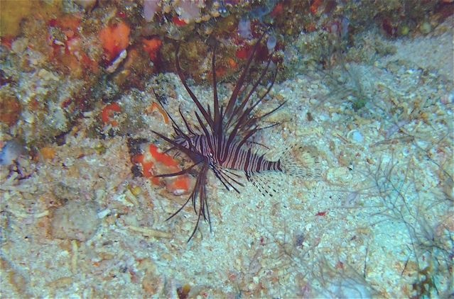 BLAI - driftt dive Nusa Lembongan
