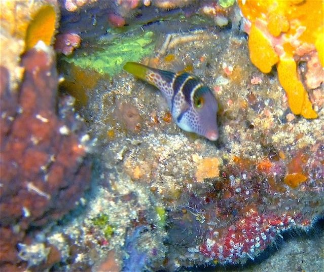 BALI- driftt dive Nusa Lembongan