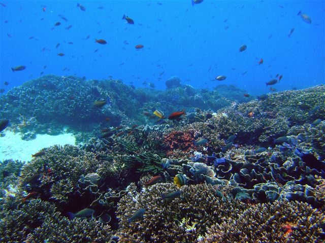 BALI - driftt dive Nusa Lembongan