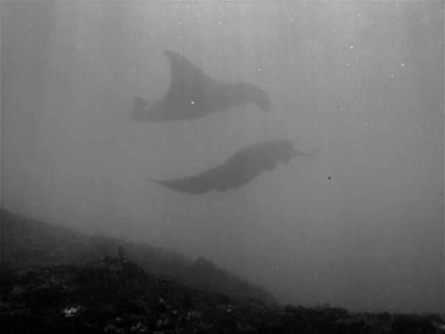 BALI - Manta Point