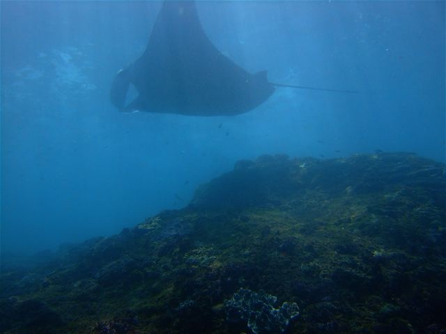 BALI - Manta Point