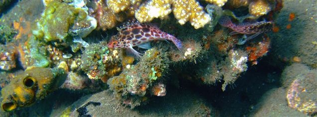 BALI - Tulamben USS LIBERTY WRECK