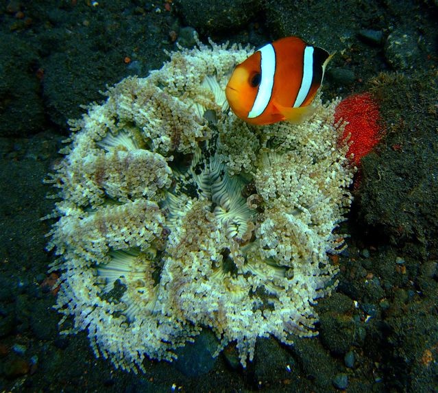 BALI - Tulamben