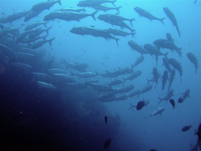 BALI - Tulamben USS LIBERTY WRECK