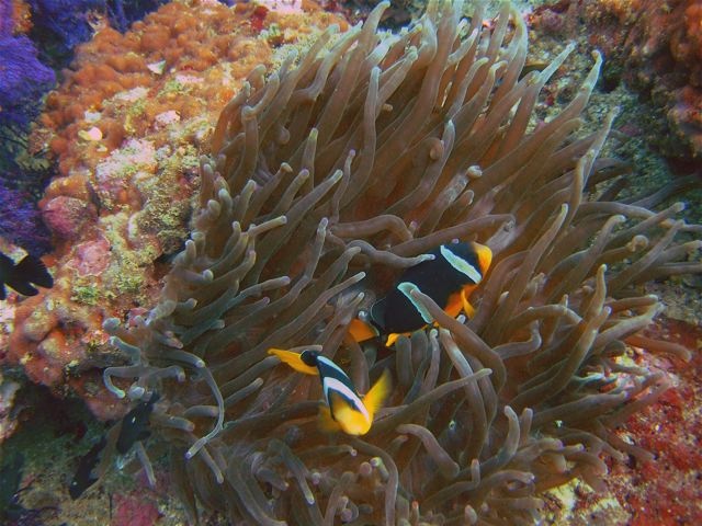 Musandam, Oman