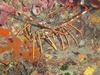 Crayfish, Antibes