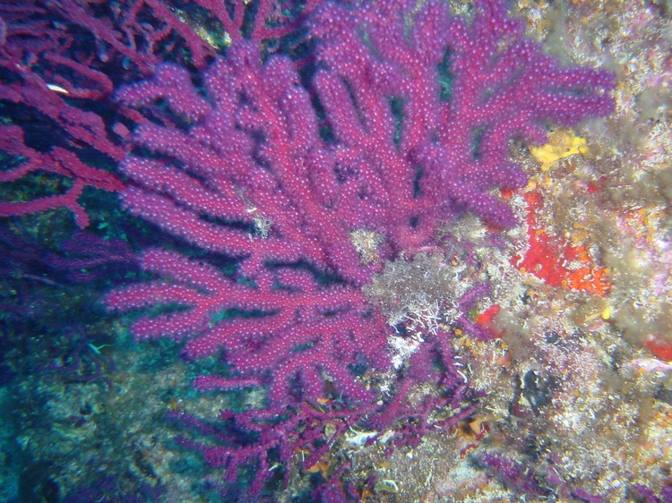 purple gorgonians