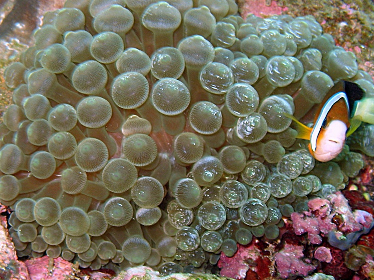 bubble coral