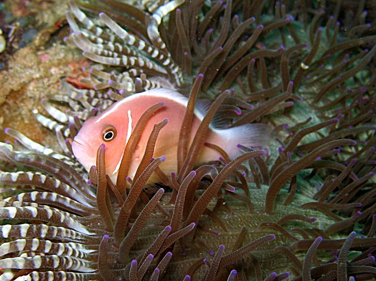 Pink skunk clownfish