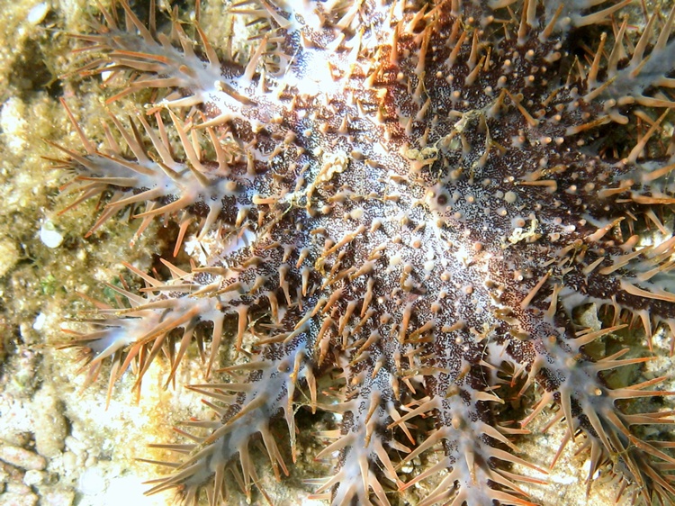Crown-of -thorns starfish