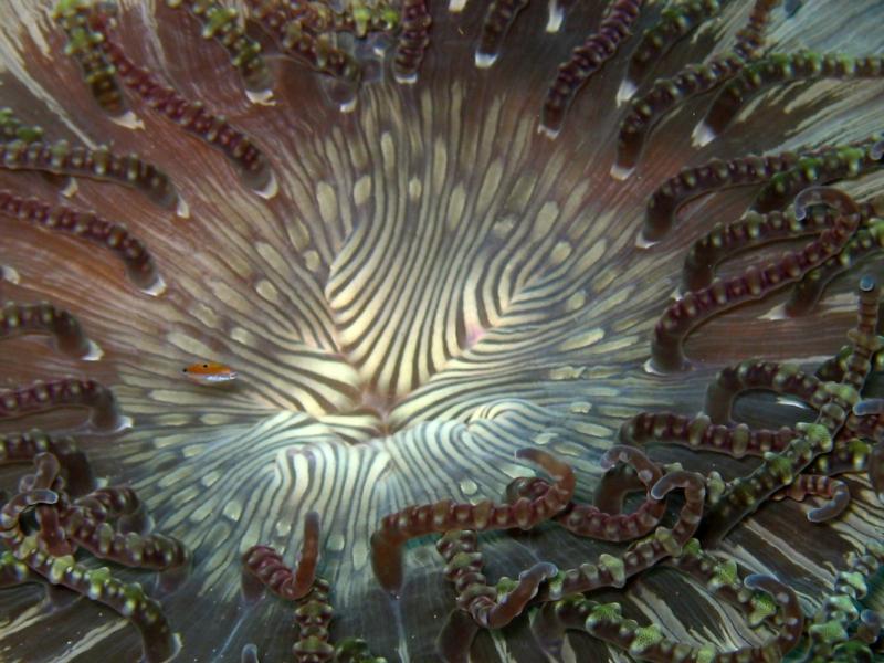 Anemone