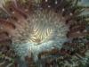 Anemone