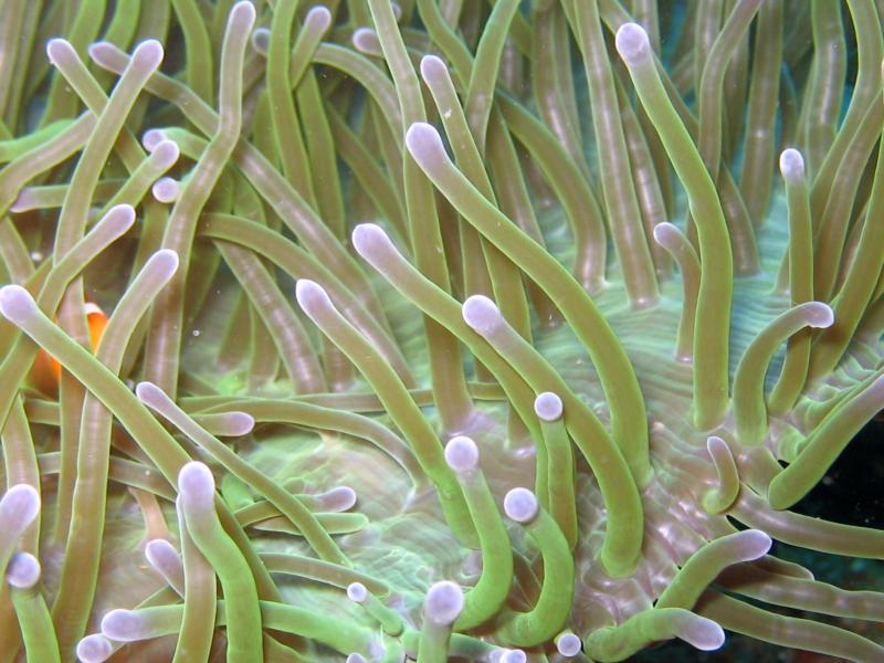 Anemone