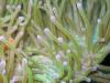 Anemone