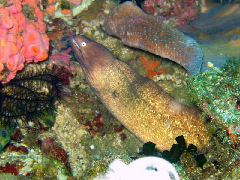 moray eel