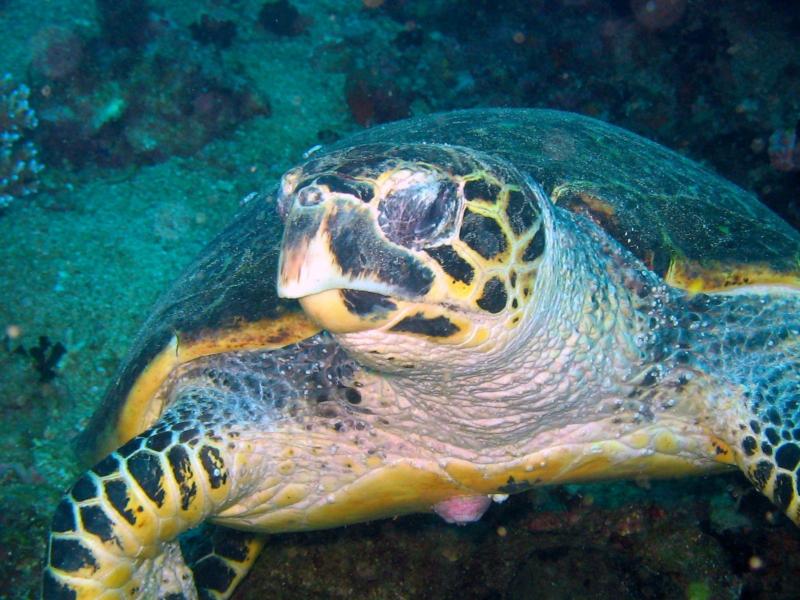 sea turtle