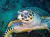 sea turtle