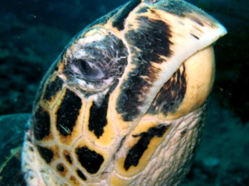 sea turtle