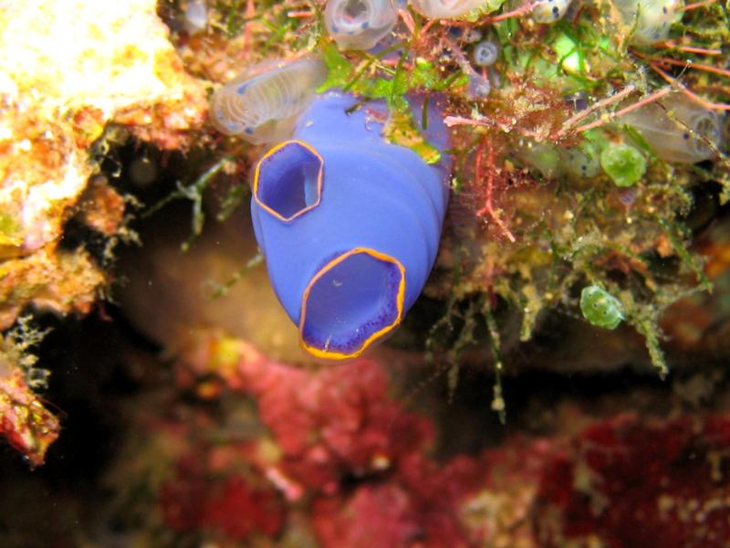 blue sea squirt