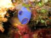 blue sea squirt