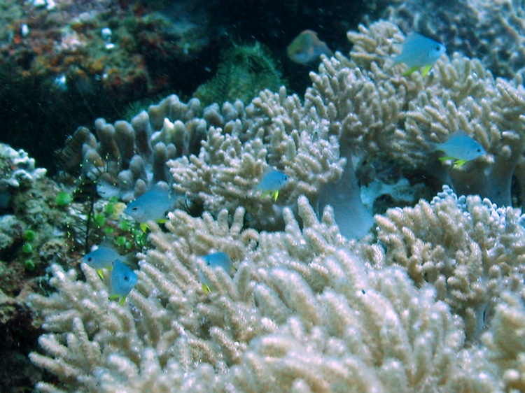 Damselfish
