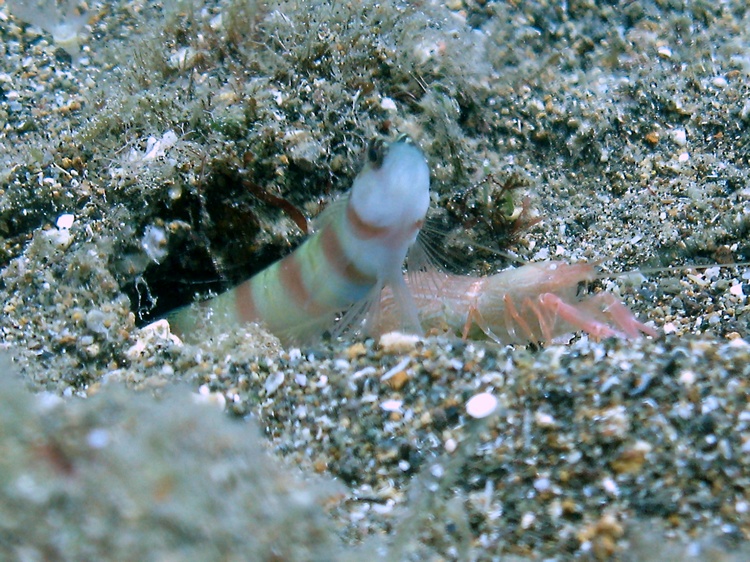 Goby & Shrimp