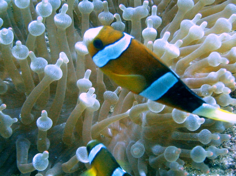 clownfish