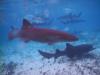 Nurse sharks in Belize