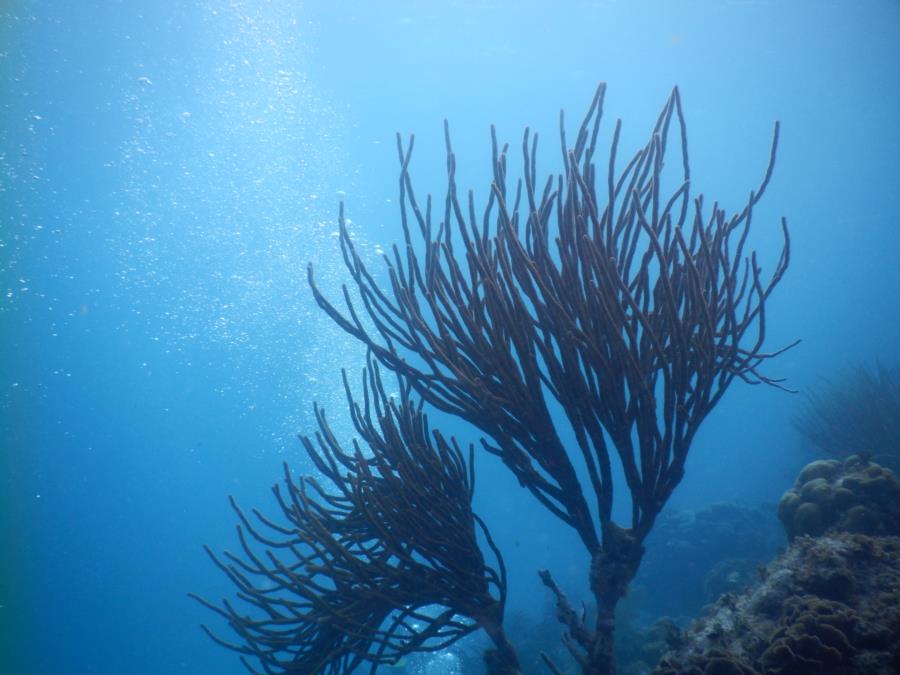 Belize reef