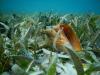 Conch Shell in Belize