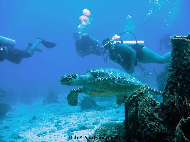 Ana`s close encounter with the underwater kind