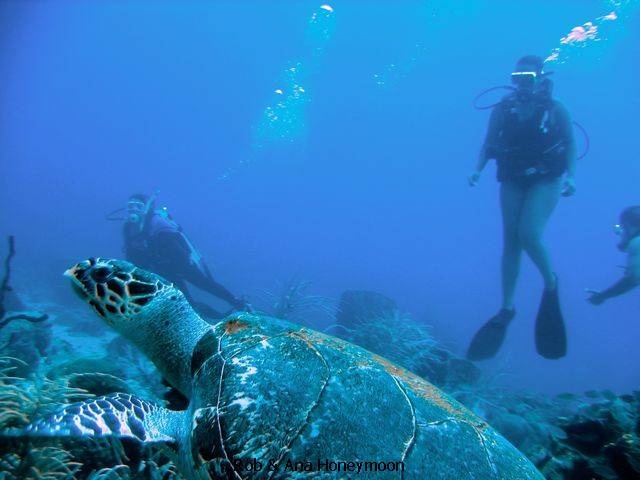 Another shot of Ana with the turtle - St. Lucia
