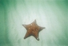 Star fish in Dania, Florida.