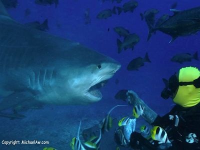 tiger shark during feeding dive in fiji