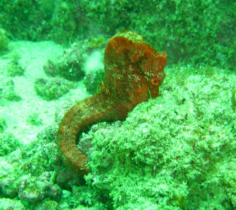 Red sea horse