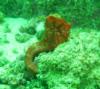 Red sea horse