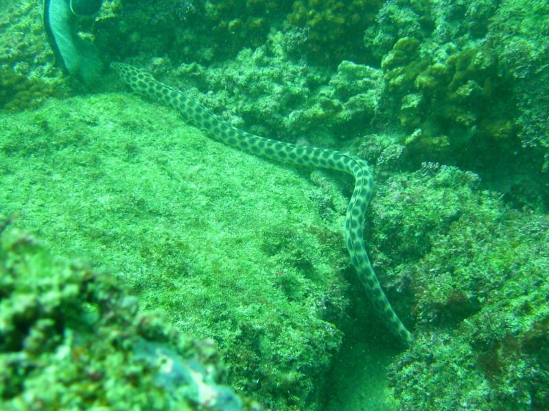 sea snake