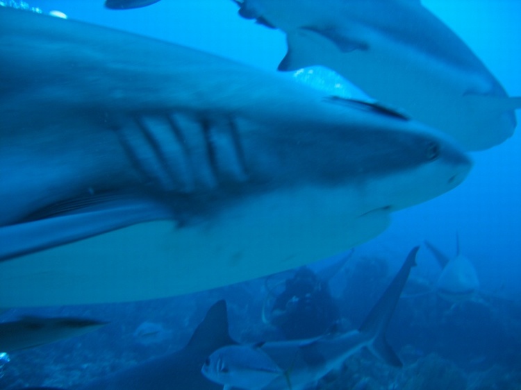 Black Tipped Reef Sharks off Roatan, Honduras, Nov `07