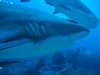 Black Tipped Reef Sharks off Roatan, Honduras, Nov `07