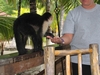 Kapuchin Monkey at Fantasy Island Resort, Roatan, Honduras, Nov `07