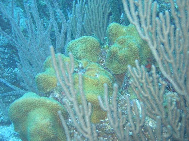 Coral off Roatan, Honduras, Nov `07