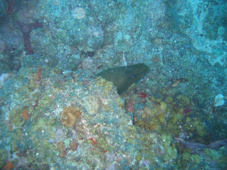 Moray Eel head sticking out of coral, Roatan, Honduras, Nov `07
