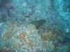 Moray Eel head sticking out of coral, Roatan, Honduras, Nov `07