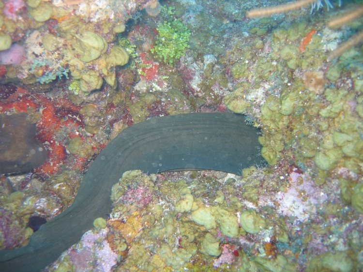 Same Moray, other end, Roatan, Honduras, Nov `07