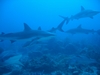 Here a shark, there a shark, everywhere a shark, shark, Roatan, Honduras, Nov `07