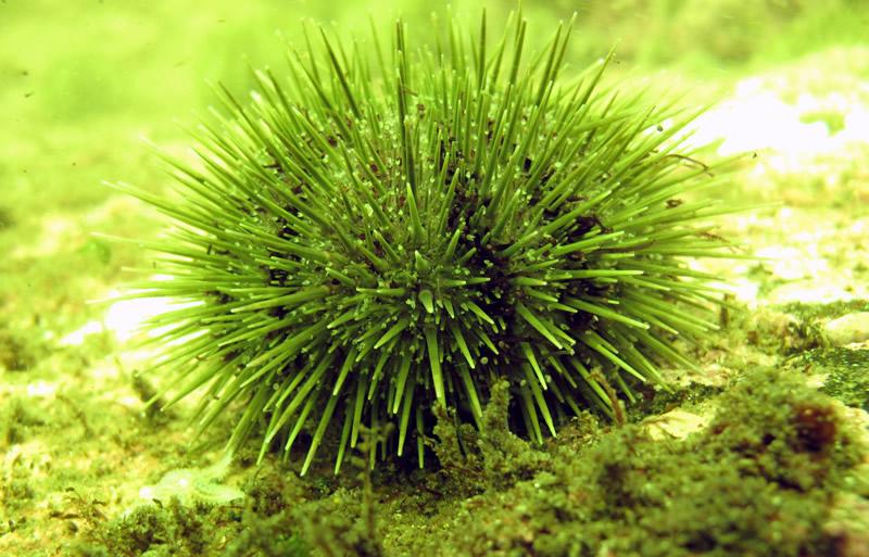 Urchin