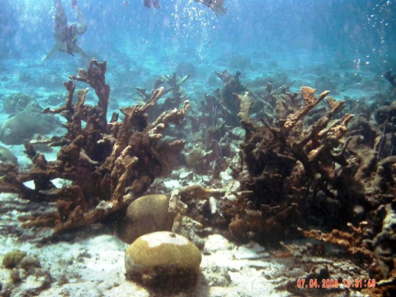 Buck Is(St.Croix.USVI)