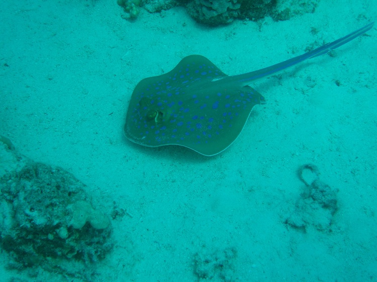 Blue Spotted Stingray