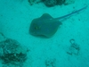 Blue Spotted Stingray