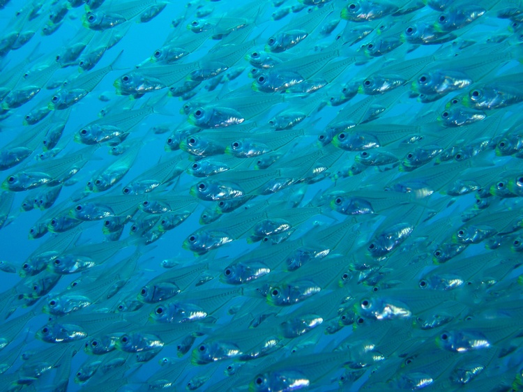 Glass Fish